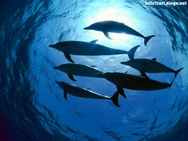 Spotted dolphins