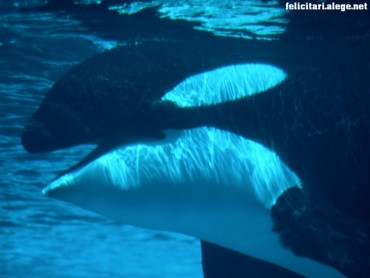 Submerged killer