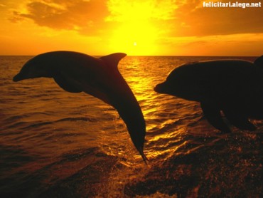 Sunset jump