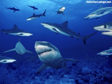 Terrors of the deep
