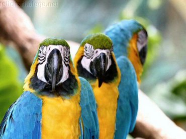 Three Parrots