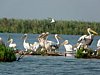 Pelicani In Delta