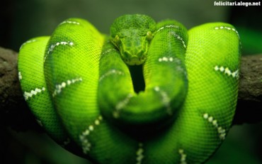 Tree Snake