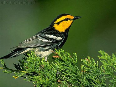Tree Bird