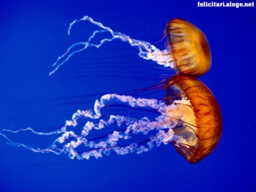 Two Sea Nettles