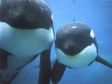 Two Killer Whales
