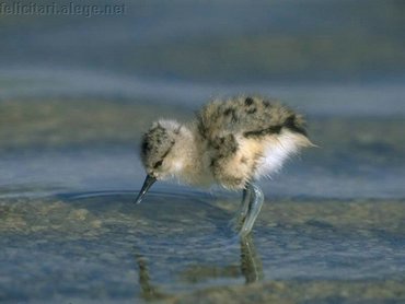 Water Bird