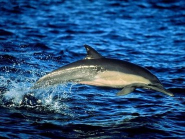 Delfin In Ocean