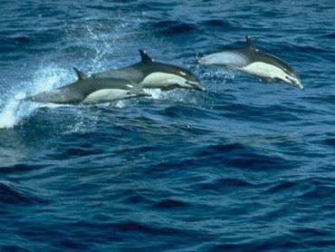 Delfini Inotand