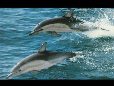 Delfini Sarind