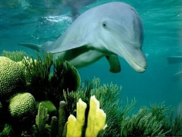 Dolphins