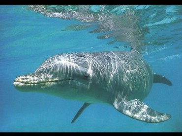 Dolphins