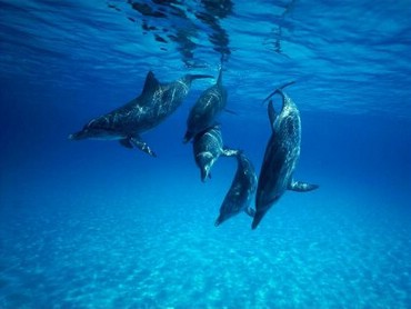 Delfini In Apa Limpede
