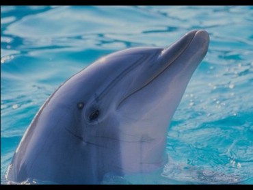 Delfin In Apa
