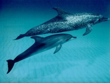 Dolphins