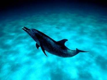 Delfin In Adancuri