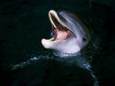 Delfin Fericit