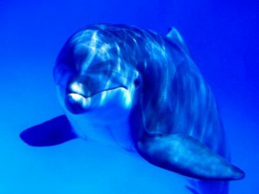 Delfin Jucaus
