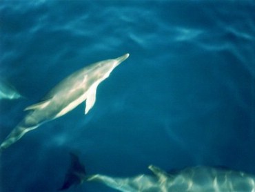 Dolphins