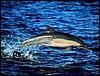 Delfin In Ocean