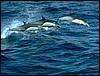 Delfini Inotand