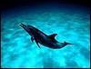 Delfin In Adancuri