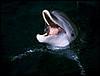 Delfin Fericit