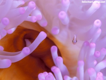 Anemonefish