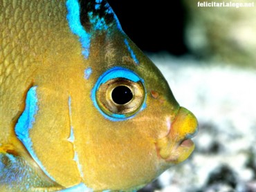 Atlantic blue fish
