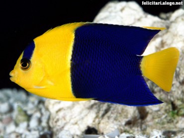 Bicolor angelfish