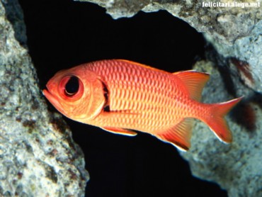 Fishes