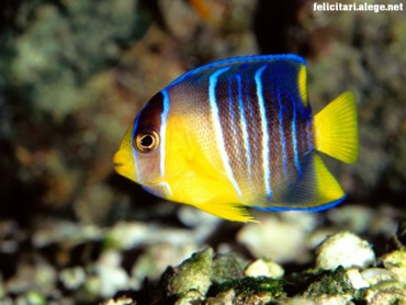 Blue Angelfish