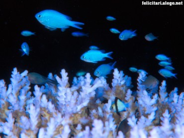 Fishes