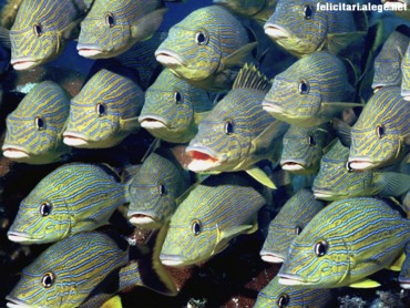 Bluestriped Grunt
