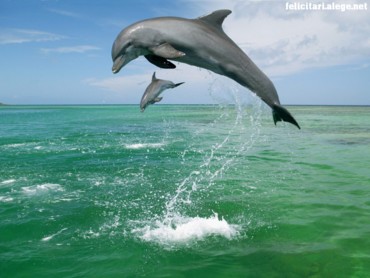 Bottlenose dolphin