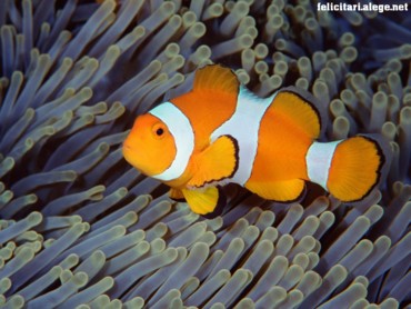 Clown anemonefish