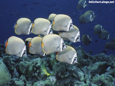 Collared Butterflyfish