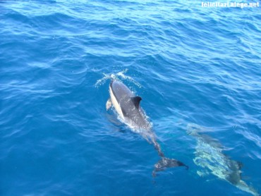 Dolphins