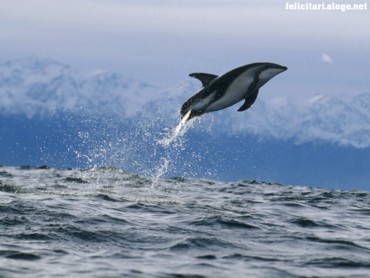 Dusky dolphin