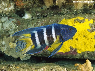 Eastern blue devil
