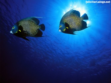 Fishes
