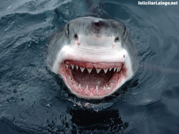 Great white shark