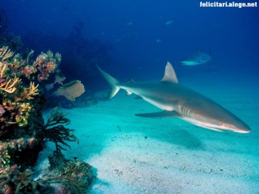 Grey reef sharks