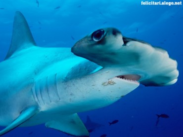 Hammerhead