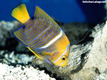 King Angelfish