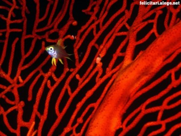 Lemon Damselfish