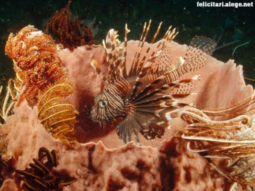 Lionfish lurking