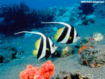 Lonn-Fin bannerfish
