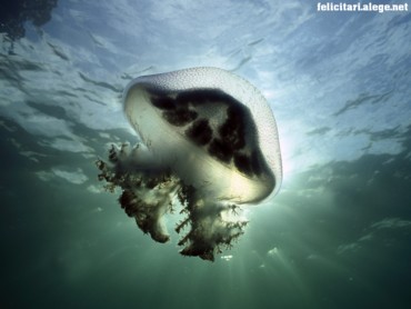 Mauve stinger jellyfish