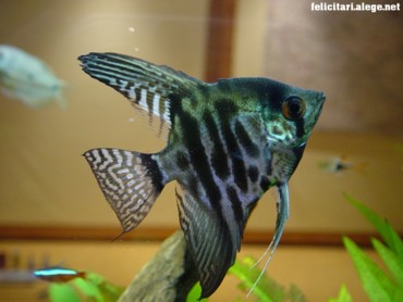 My Fish